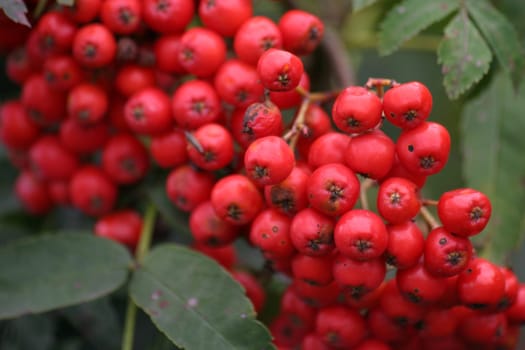 Rowan berries