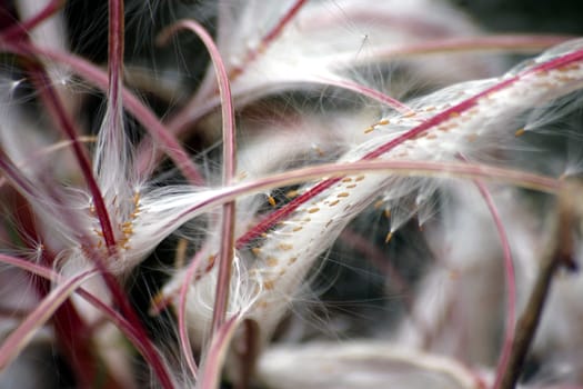 Plant fluff
