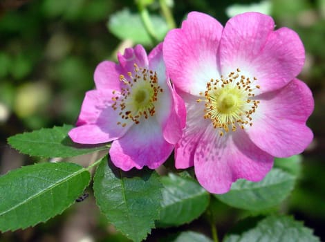 I discovered this flower 2 months ago on the edge of the forest. Surely it is not a rare beauty and one of you can easily determine it. Someone who knows a lot more about botany than I do :o)