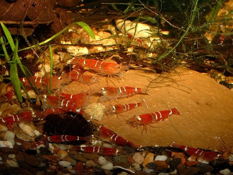 Some of my "Crystal Red Dwarf Shrimps"" are happy about the piece of a food tablet. The animals grow up to 25mm ""large"". First appeared in 1996 at the Japanese shrimp farmer Hisayasu Suzuki. R formed by mutation"