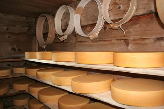 This alpine cheese is cheesed on an alp in the Bernese Oberland in the traditional way in a copper chessi.  Raw milk from happy Simmental cows from the lush grass of the alp is used to make alpine cheese. After production,it matures in the natural cellar and