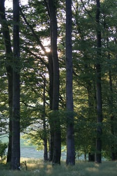 Deciduous forest