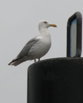 Was once again at the harbor (despite the rain),and must smile a bit. When the seagull read the sign.