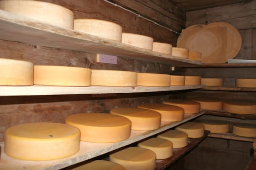 This alpine cheese is cheesed on an alp in the Bernese Oberland in the traditional way in a copper chessi. Raw milk from happy Simmental cows from the lush grass of the alp is used to make alpine cheese. After production,it matures in the natural cellar and