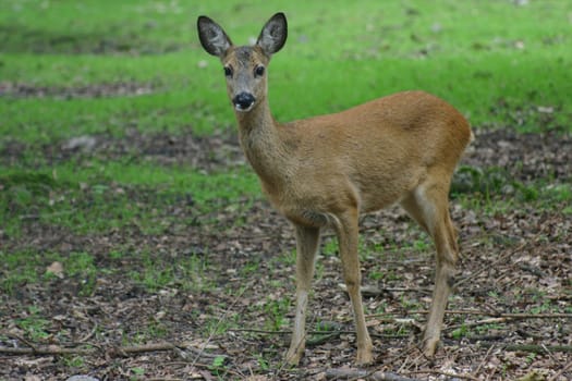 Roe deer
