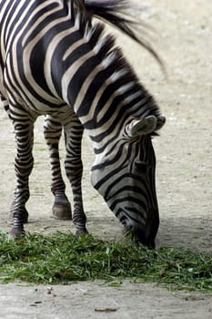 Zebra