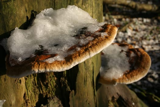 Snow mushrooms