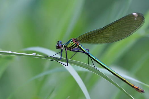 Banded dragonfly (Calopteryx splendens) Family Calopterygidae Suborder of dragonflies (Zygoptera) Order Odonata (Dragonflies)