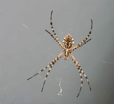 This spider was just as much a guest of my parents-in-law as I was.