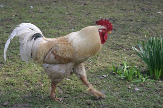 Goose-step