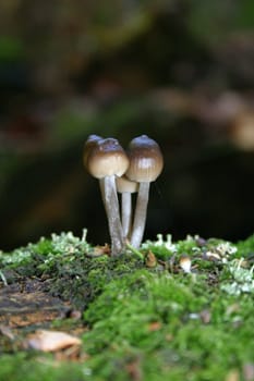Mushroom Quartet
