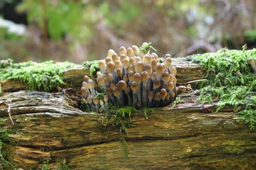 Fungi on deadwood