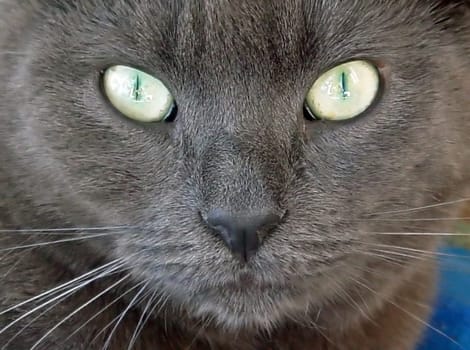 My cat with the "evil eye"""