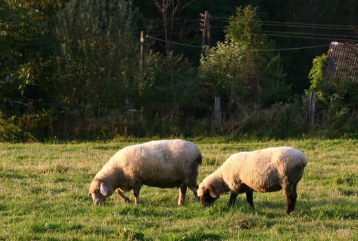 Sheep