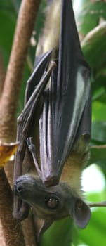 Flying fox