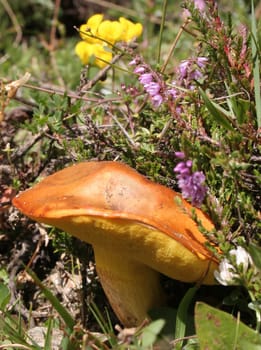 thanks to the link ( http://www.natur-lexikon.com/Texte/FM/001/00035/fm00035.html ) from Fotoparadies24 I believe that it could be a gold tube and is edible