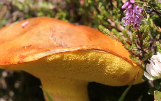 Mushroom