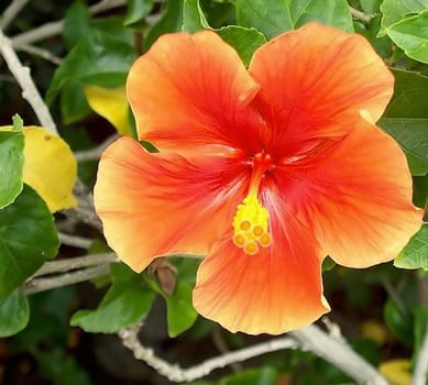 Hibiscus orange flame