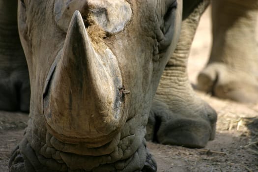 White rhinoceros