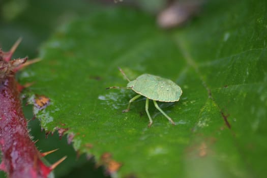 Bedbug larva