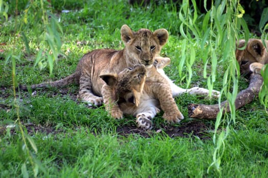 Lion cubs