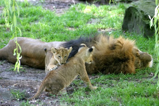 Lion Daddy