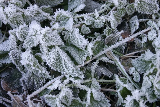 Hoarfrost