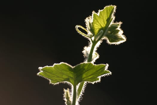 Pumpkin tendril