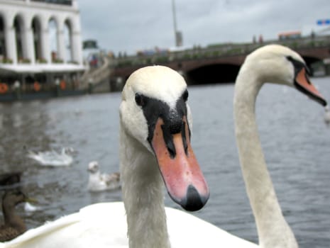 A small series of swans and geese.