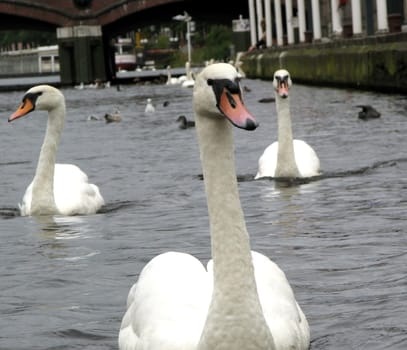 A small series of swans and geese.