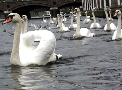 A small series of swans and geese.