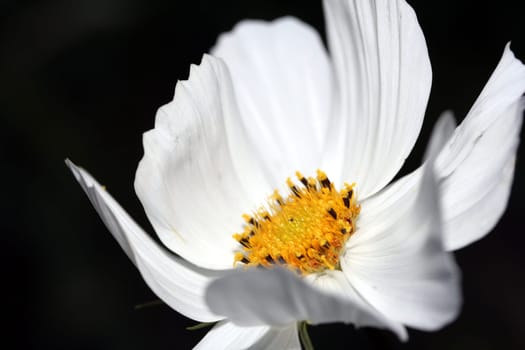 Cosmea