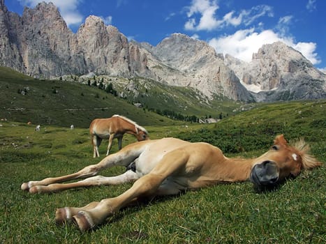 Horse Heaven