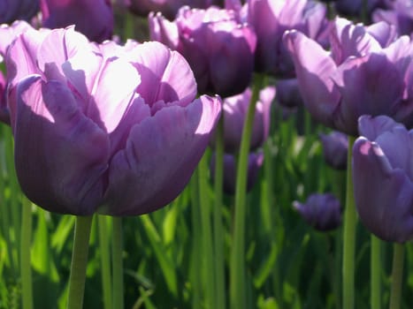 Tulip