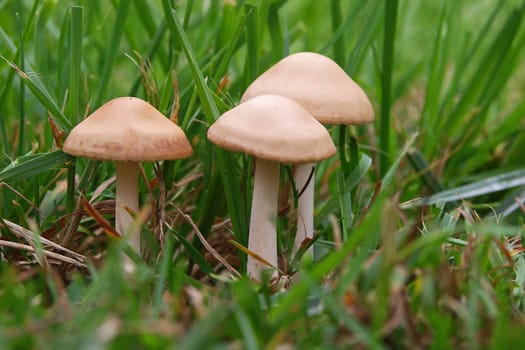 Tiny creatures