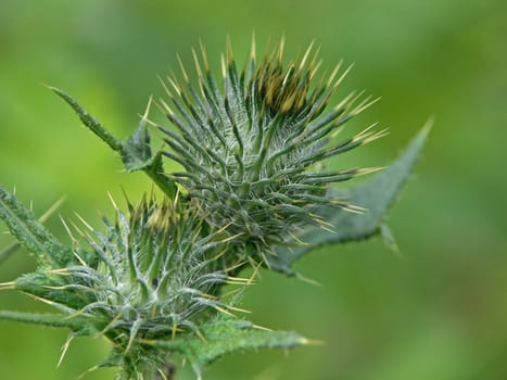 prickly