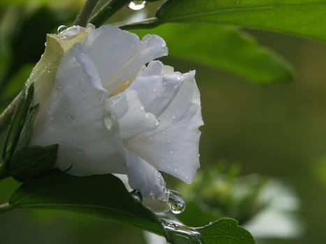 Rainy weather (3)