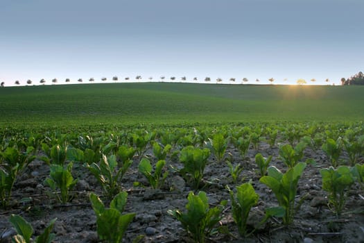 Once again photographed my favorite place on the B388 between Erding and Dorfen.