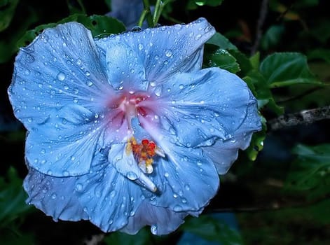 A blue hibiscus is very rare to find. I had this luck in the National Park in Hawaii "The Big Island""."