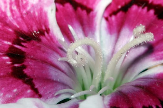 Carnation