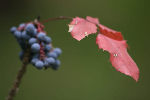 Blue berries 2