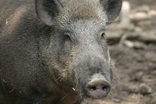 Wild boar