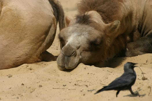 Tired camel