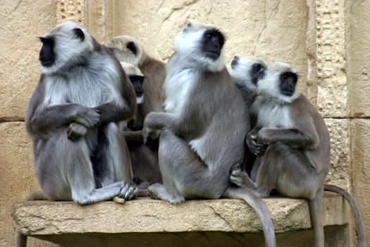 Monkey Gang