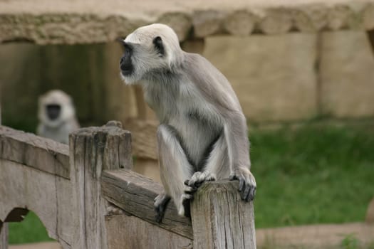 Hulman langur