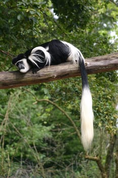 Guereza on branch