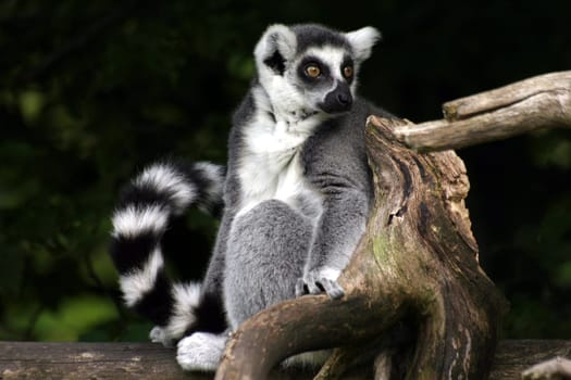 Ring-tailed lemur