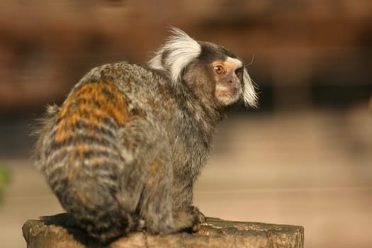 Marmosets