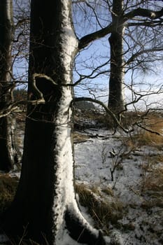 Winter forest