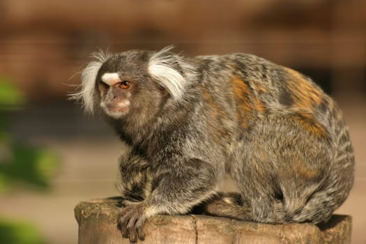 Another monkey...